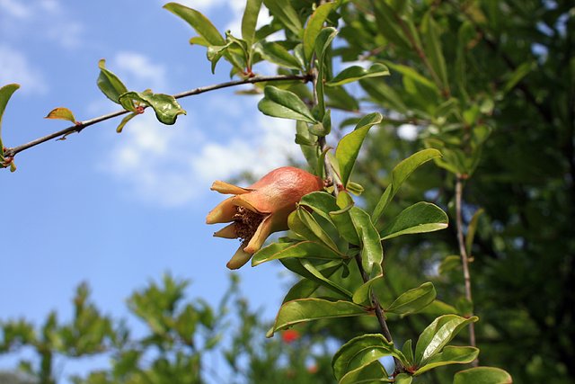 las granadas en flor4