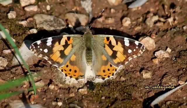 05, mariposa tomando el sol, marca2