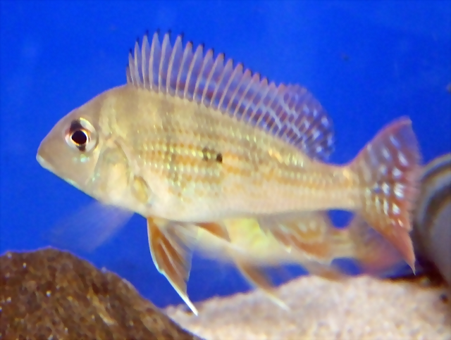 Geophagus altifrons Geophagus altifrons