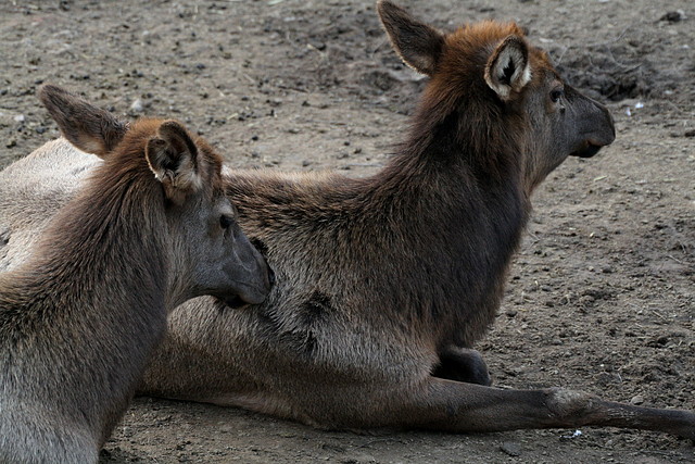Zoo de Barcelona 07-01-2011 090 Zoo de Barcelona 07-01-2011 090