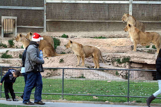Zoo de Barcelona 07-01-2011 229 Zoo de Barcelona 07-01-2011 229