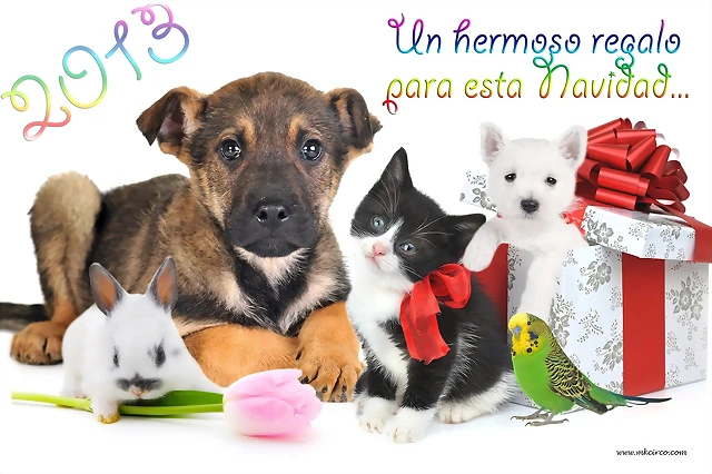 navidad mkcirco navidad mkcirco