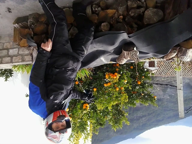 naranjos naranjos