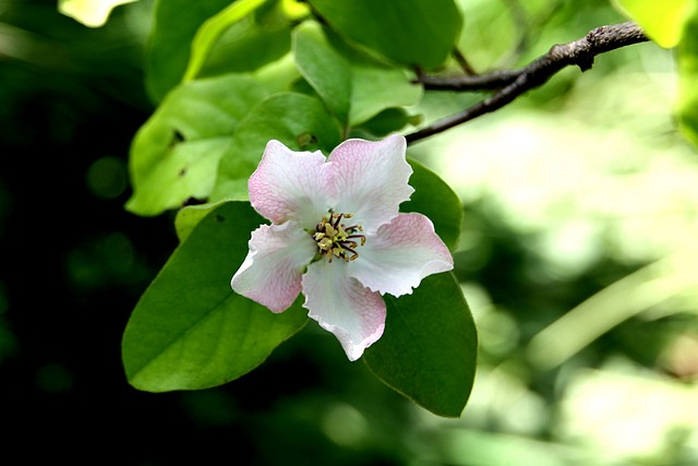 010, flor del mebrillo, vale