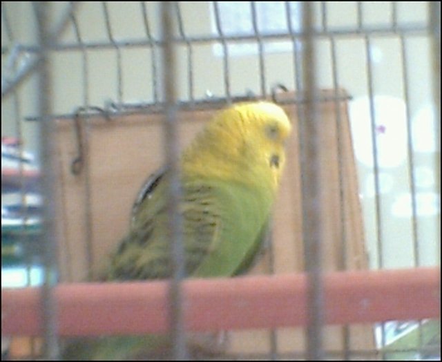 PERICO1 PERICO1