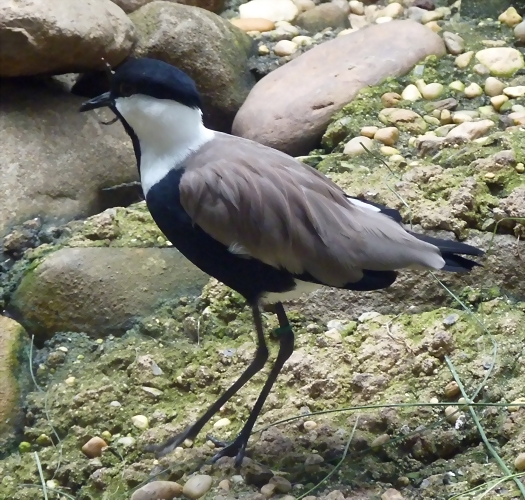 Vanellus spinosus (31-7-19 Bronx zoo) Vanellus spinosus (31-7-19 Bronx zoo)