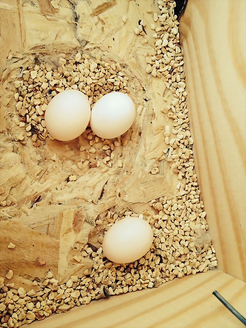 3 huevos 3 huevos