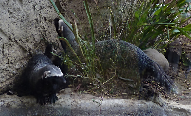 Galictis vittata 3 (7-10-23 Bioparque Amaru) Galictis vittata 3 (7-10-23 Bioparque Amaru)