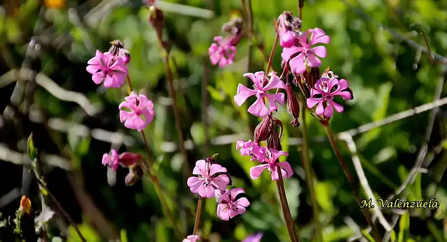 15, florecillas,  marca