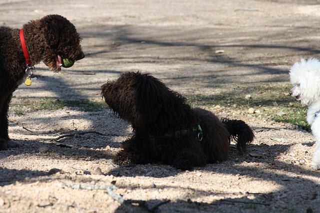 Greta, Noa, Budy