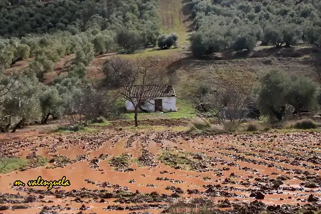 22, siembra inundada, marca