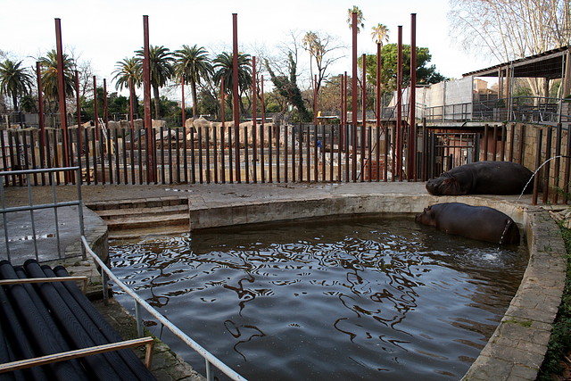 Zoo de Barcelona 07-01-2011 021 Zoo de Barcelona 07-01-2011 021