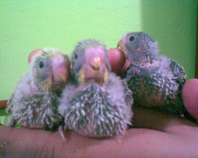 rayita, gallito y wero