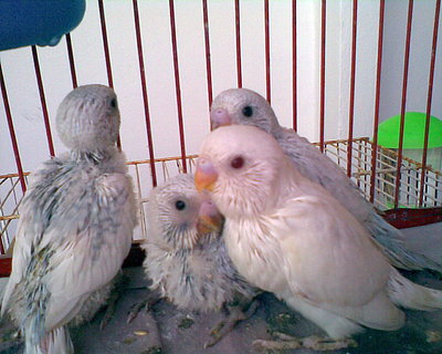 hedwig,lighty,snowy y softy