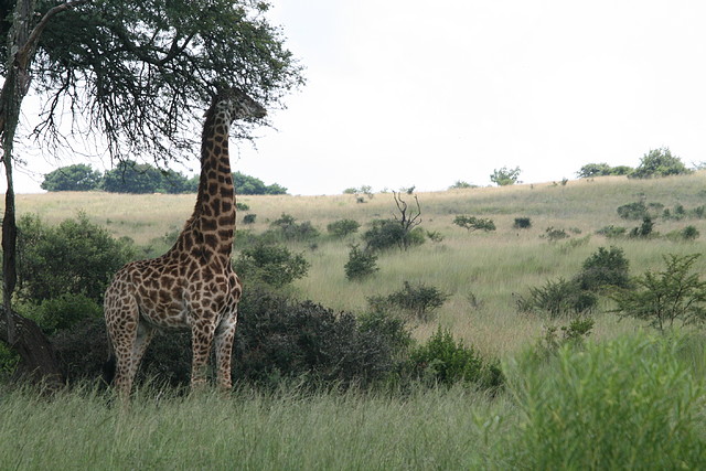 Krugersdorp Game Reserve 24-01-09 036