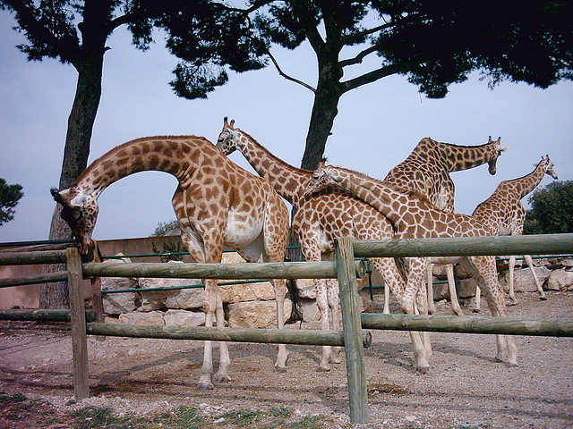 Zoo la Barben 26-06-05 (91)