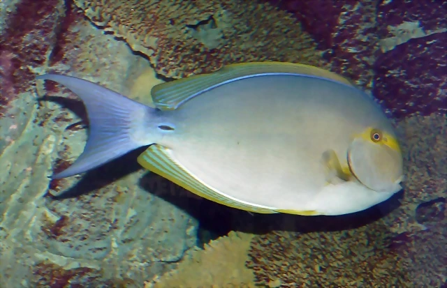 Acanthurus xanthopterus Acanthurus xanthopterus