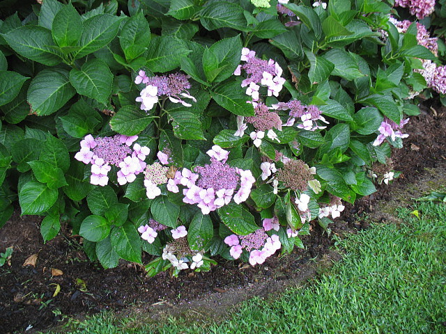 hortensia blanca y violeta