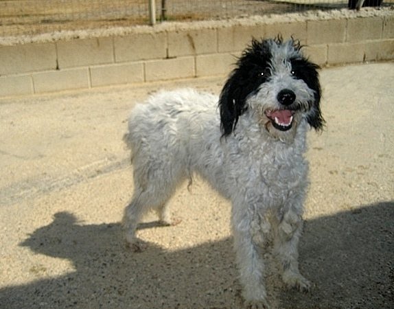 phoca_thumb_l_Nika_200912 (1) phoca_thumb_l_Nika_200912 (1)