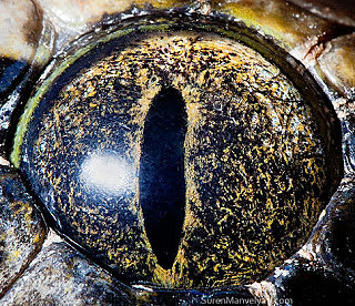 ojo de serpiente piton