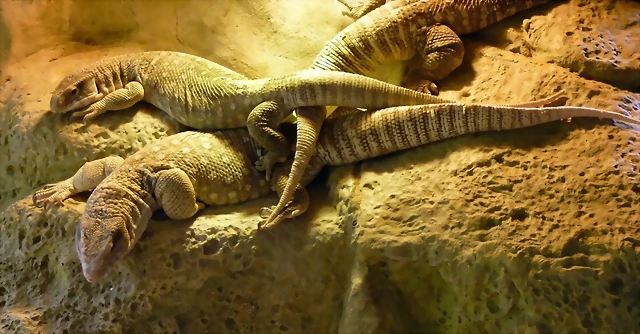 Varanus exhanthematicus (24-3-15 Loro Parque) Varanus exhanthematicus (24-3-15 Loro Parque)