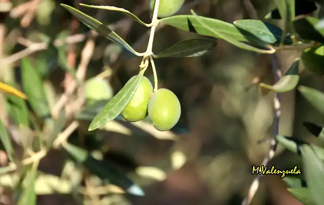 03, aceituna gordala, marca