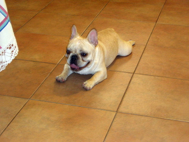 que perro chistoso que perro chistoso