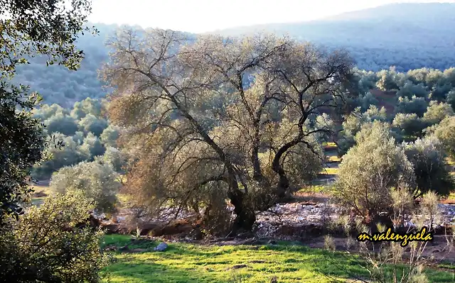 05 junto al arroyo de la caada de beda, marca