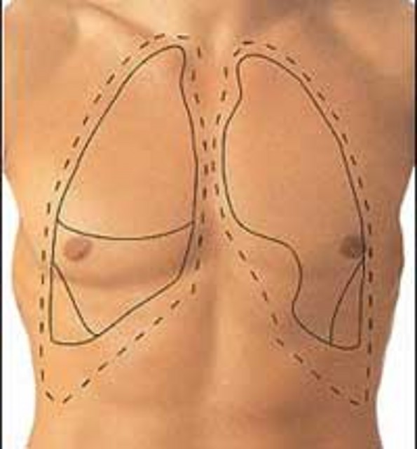 pulmones-situacion