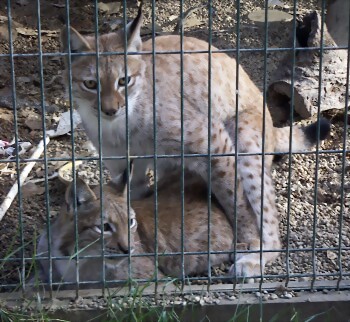 Linces apareandose Linces apareandose