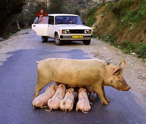 Madre, siempre madres