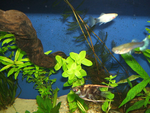 DSCF1605 DSCF1605