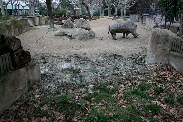 Zoo de Barcelona 28-01-11 174 Zoo de Barcelona 28-01-11 174