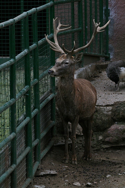 Zoo de Barcelona 28-01-11 199 Zoo de Barcelona 28-01-11 199