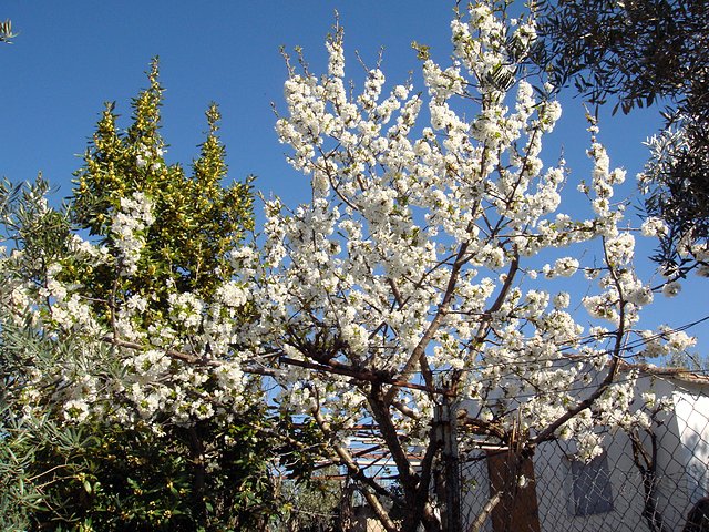 CEREZO EN FLOR