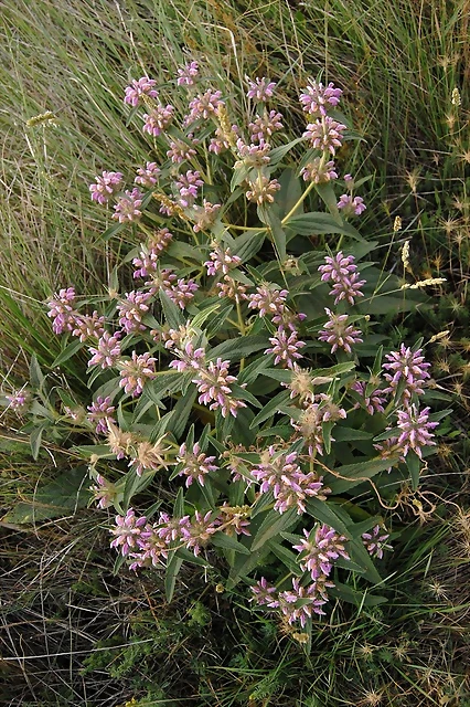 Phlomis herba-venti