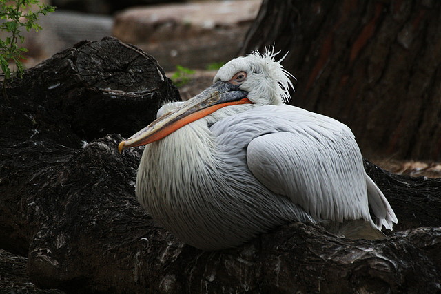Zoo de Barcelona 07-11-10 013 Zoo de Barcelona 07-11-10 013