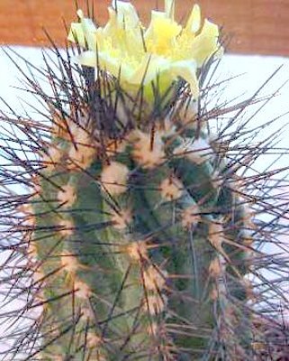 Copiapoa calderana (C. lembckei)