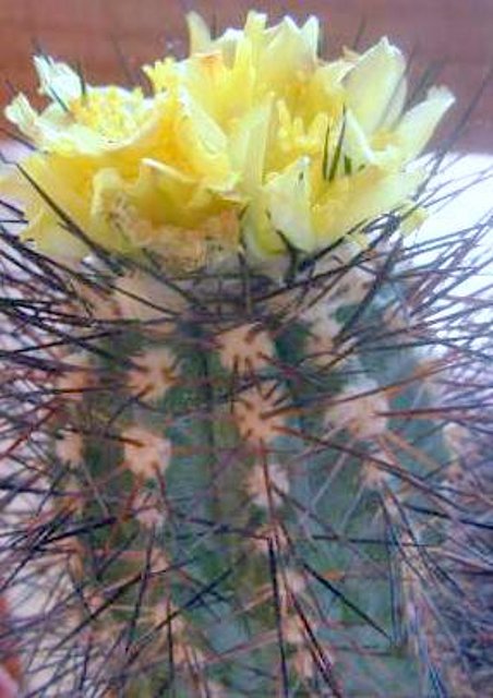 Copiapoa calderana (C. lembckei)