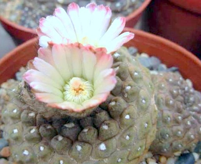 Thelocephala esmeraldana