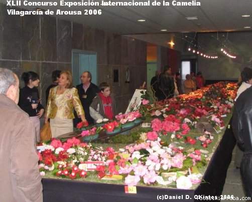 XLII Concurso Exposicion Vilagarca de Arousa 2006