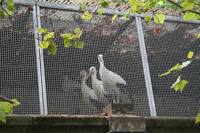 Zoo de Barcelona 30-08-2010 i 31-08-10 Zoo de Barcelona 30-08-2010 i 31-08-10