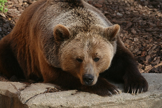Zoo de Barcelona 03-04-11 931 Zoo de Barcelona 03-04-11 931
