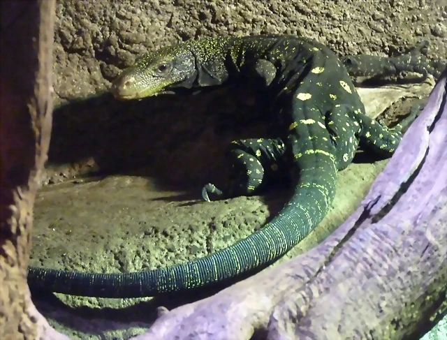 Varanus salvadorii 2 (22-7-17 Faunia) Varanus salvadorii 2 (22-7-17 Faunia)
