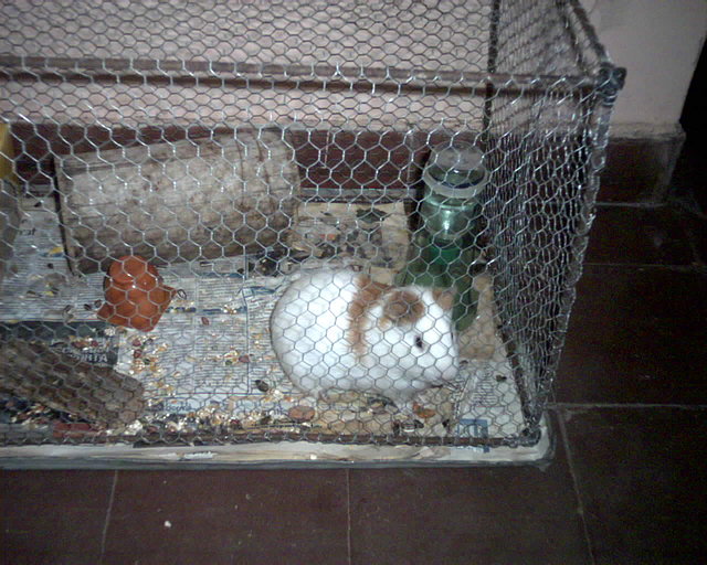 Trixi en su casa