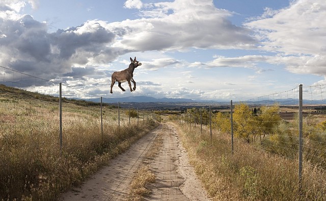 burro volando burro volando