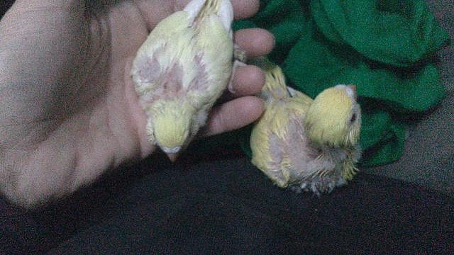 lutinos2 lutinos2