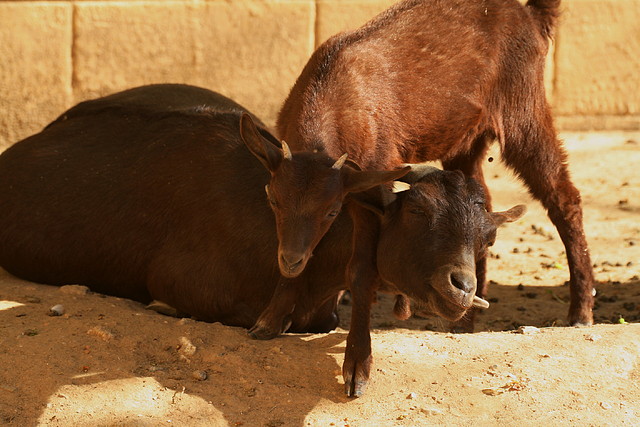 Zoo de Barcelona 03-04-11 675 Zoo de Barcelona 03-04-11 675