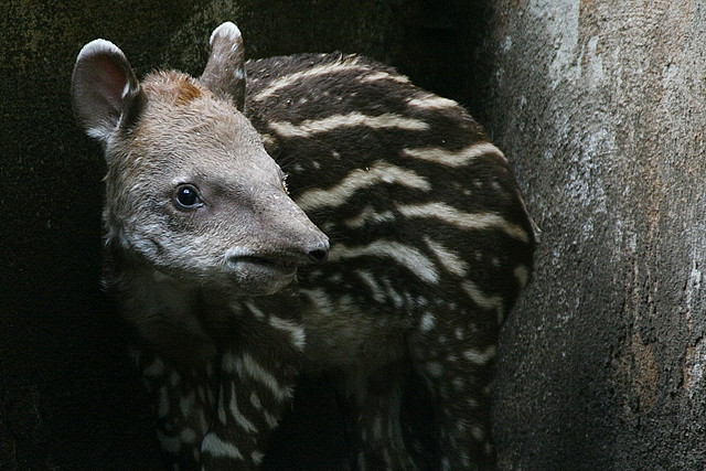 Zoo de Barcelona 03-08-2010 084 Zoo de Barcelona 03-08-2010 084