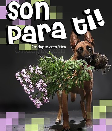 Perro regala ramo de flores